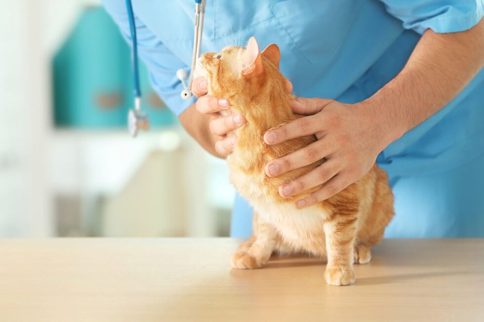 Best Vet Hospital In Chickamauga GA Chickamauga Veterinary Clinic