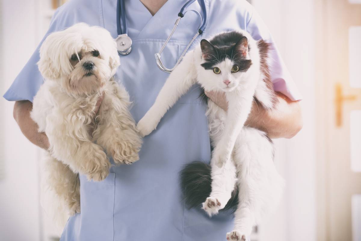a dog and cat in a vet clinic