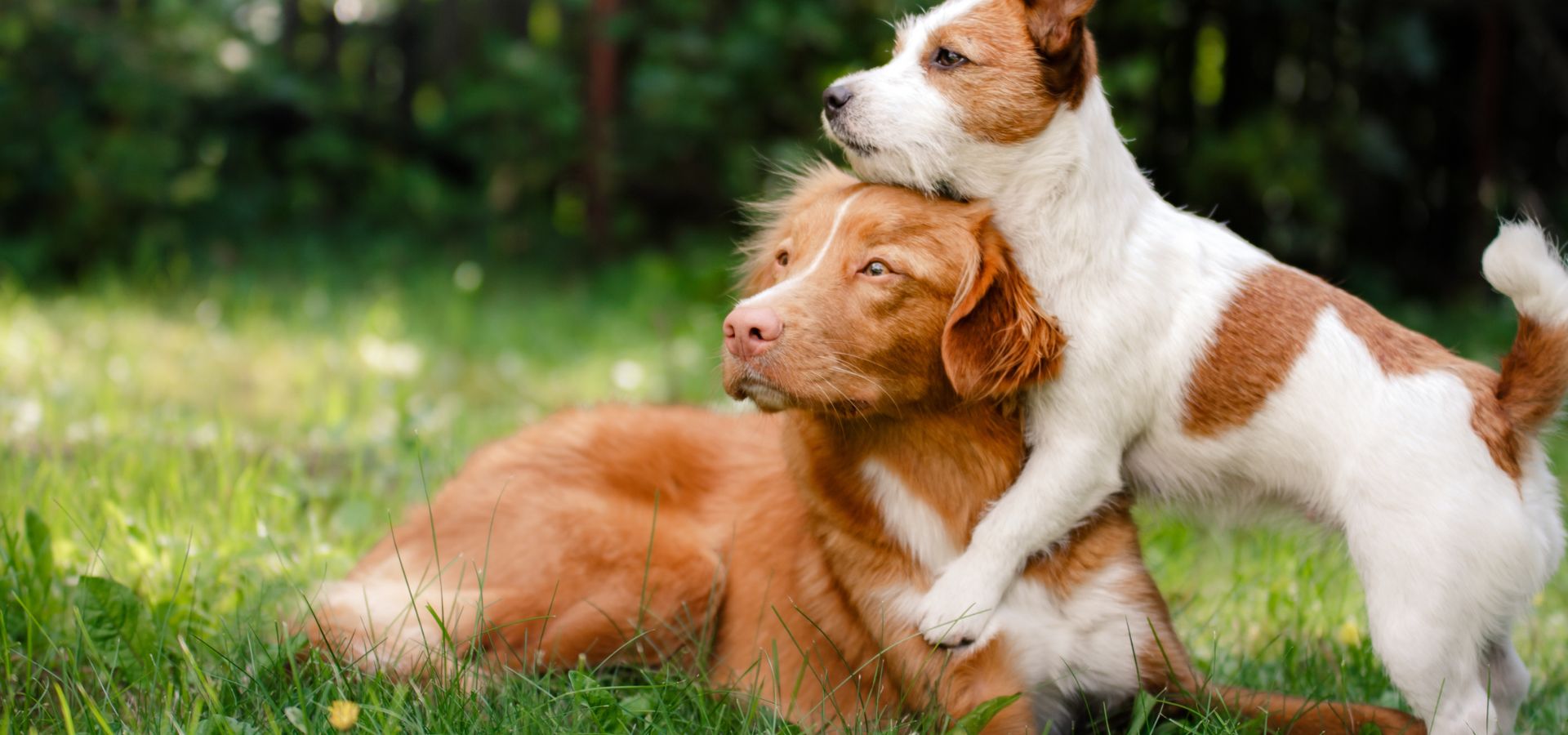 Vet Near Me Chickamauga, GA Chickamauga Veterinary Clinic