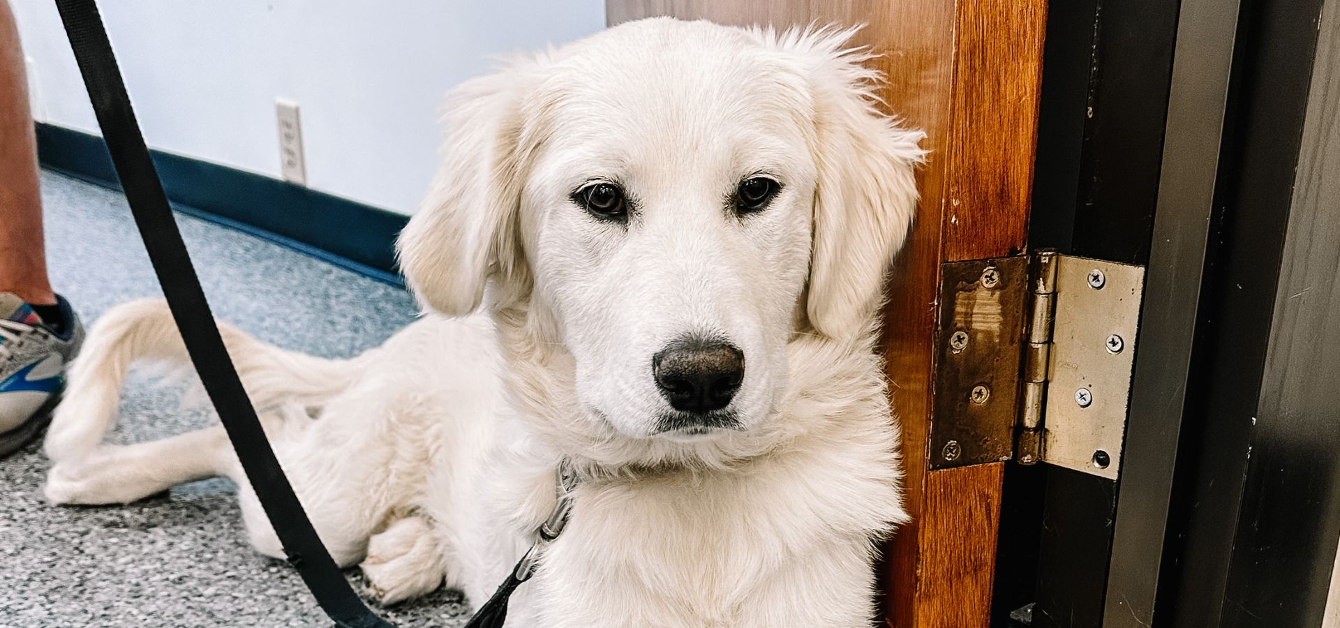 About Chickamauga Veterinary Clinic Vet In Chickamauga, GA