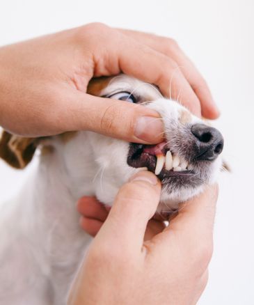 a dog being examined by a vet