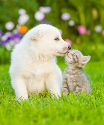 a puppy kissing a kitten on grass