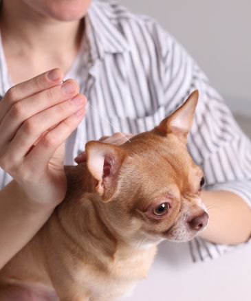 a vet holding a small dog