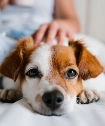 a dog lying on a bed