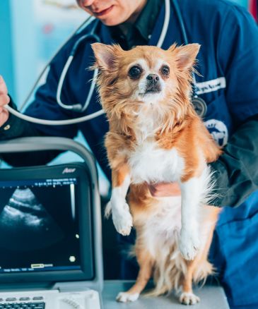 a vet holding a dog