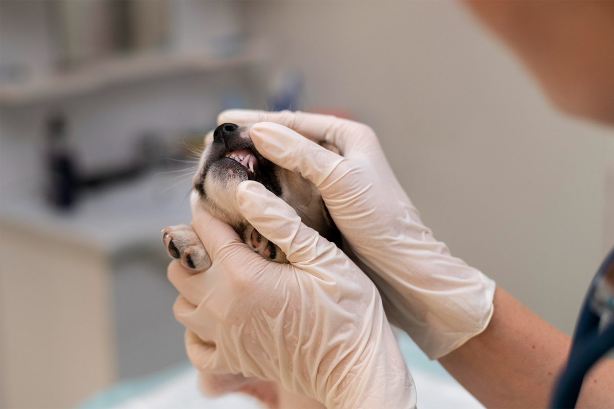pet getting treated for dental care