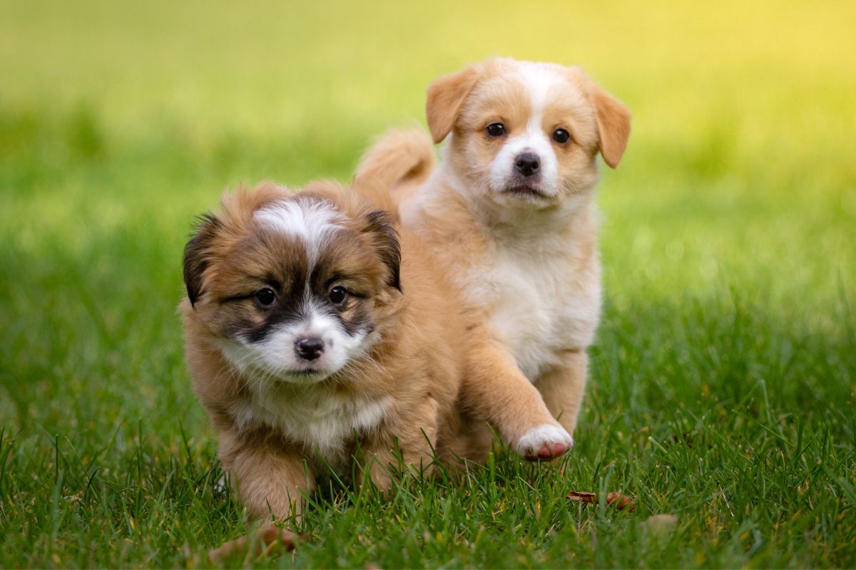 puppies running outside