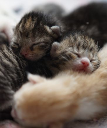 newborn kittens