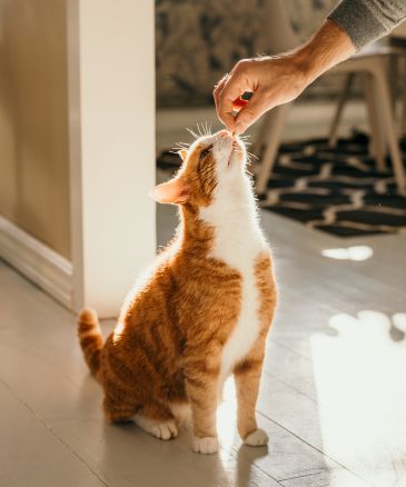 person giving cat a treat