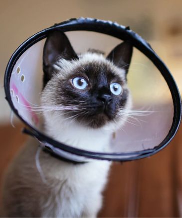 cat wearing cone