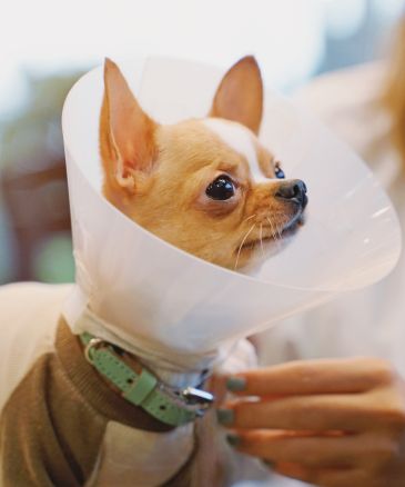 dog wearing cone